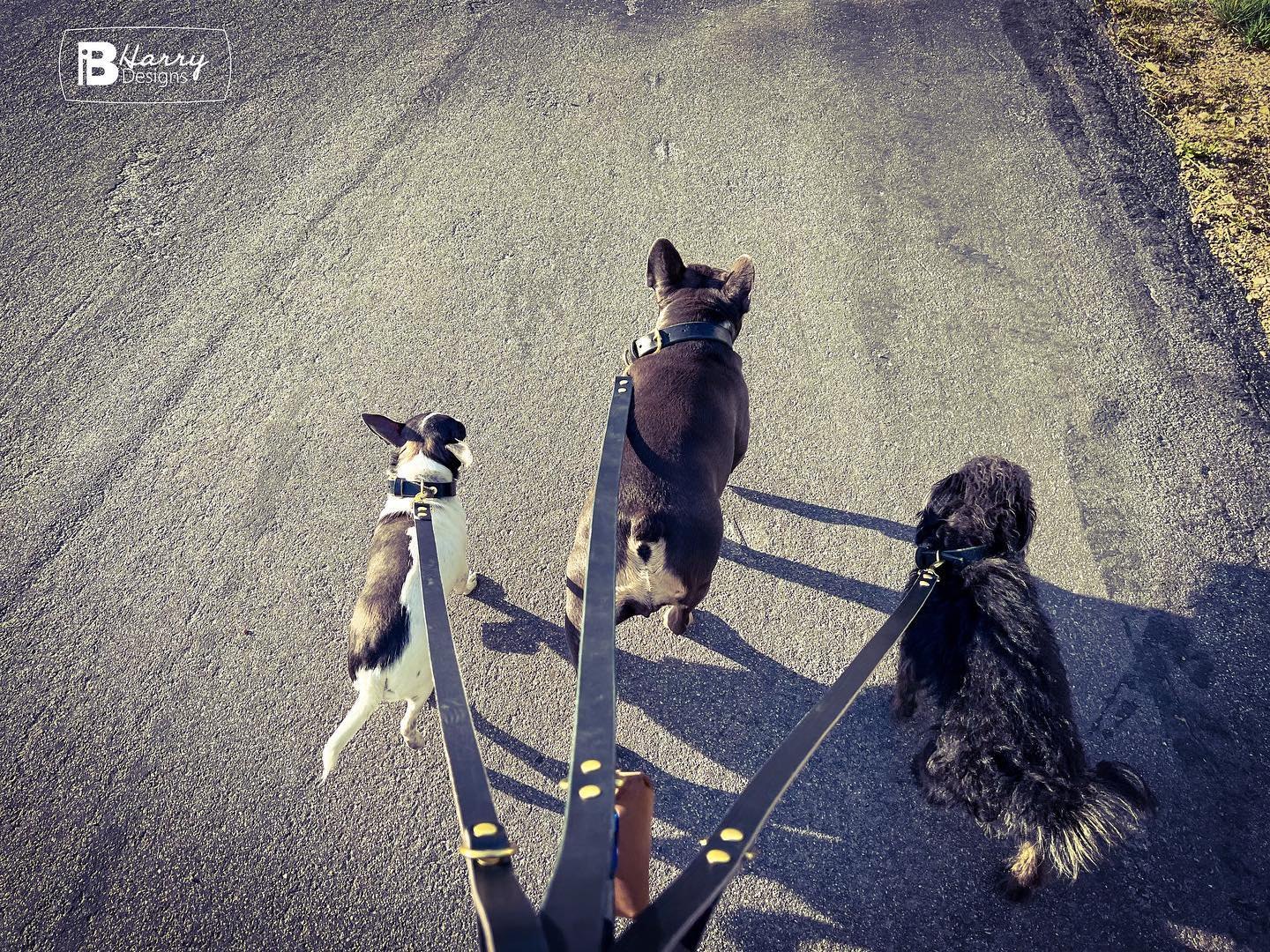 Collar and Leash Set